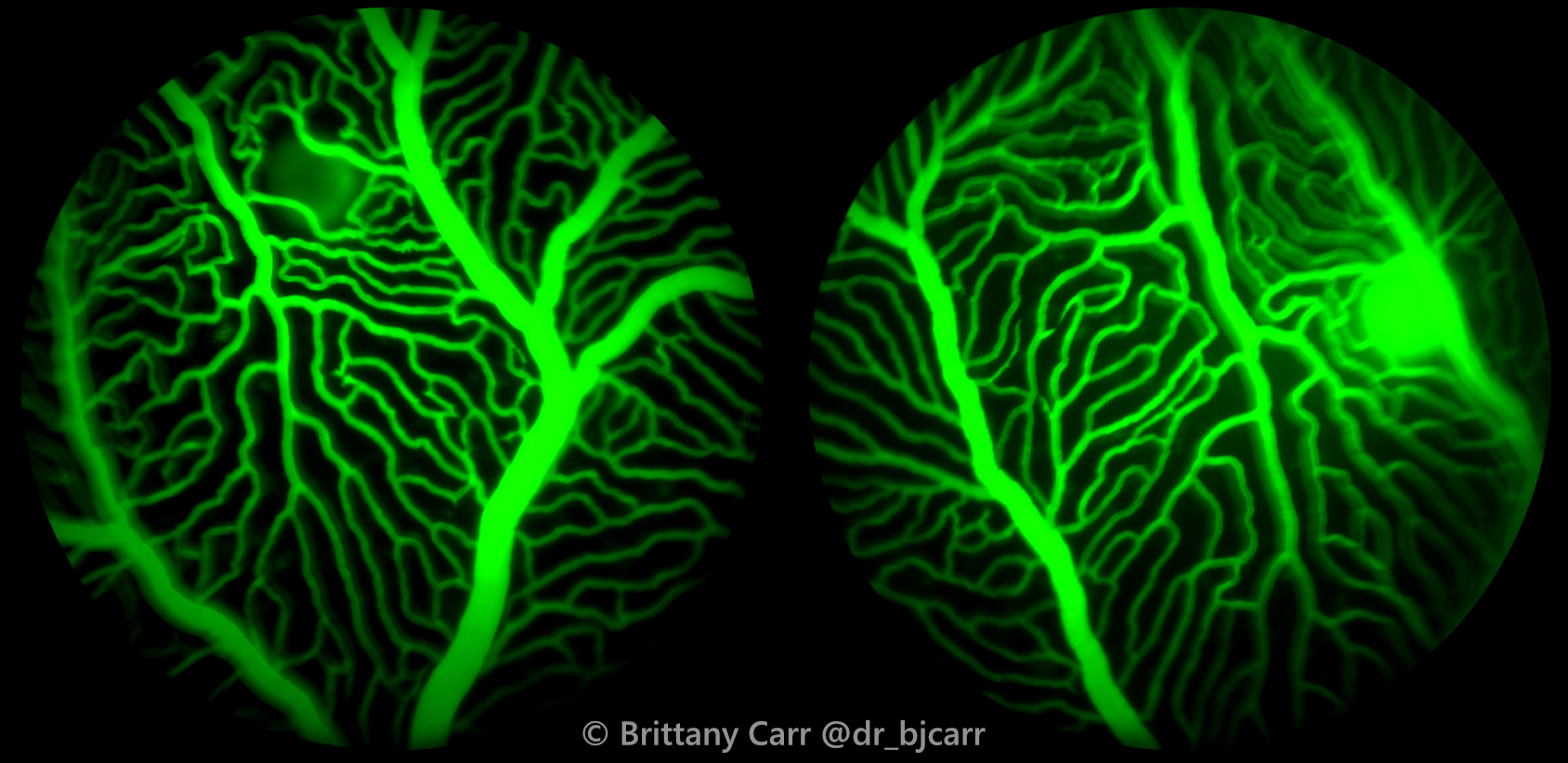Vision Reseaerch New Vision Cluster aims to shape the future of vision and brain ...